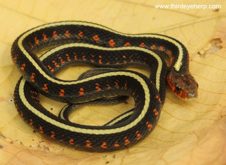 Oregon Red-spotted Garter Snake